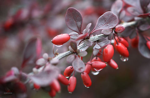 Berberis thunbergii, ripe fruits  Berberis thunbergii,Flora,Japanese barberry,Macro,Plants,fruits,ornamental