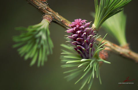 Larix decidua, emerging female cone  European Larch,Larix decidua