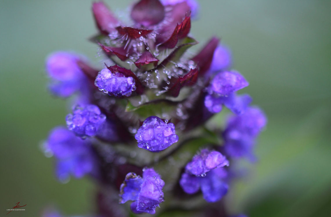 Prunella vulgaris  Common self-heal,Flora,Forest,Macro,Medicinal herb,Plants,Prunella vulgaris