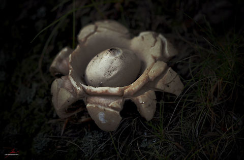 Geastrum triplex  Forest,Fungi,Geastrum triplex,Macro,Mushrooms,Saucered earthstar