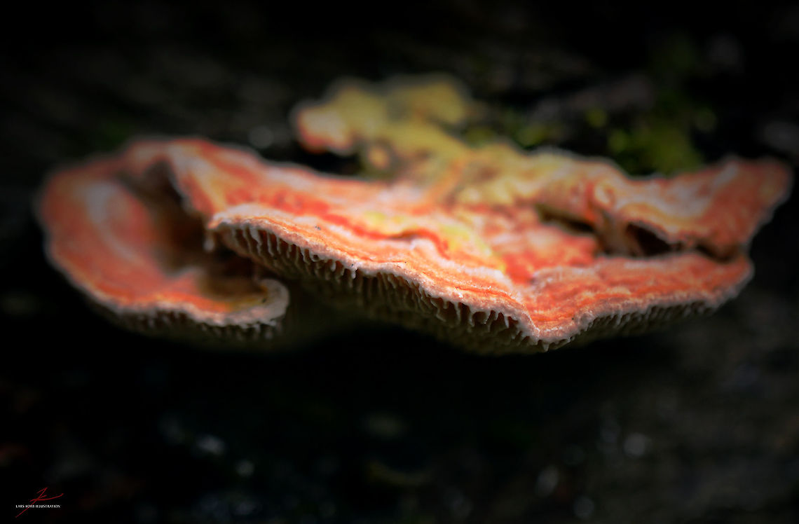 Lenzites betulina  Forest,Fungi,Gilled polypore,Lenzites betulina,Macro,Mushrooms