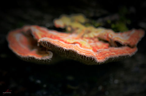 Lenzites betulina  Forest,Fungi,Gilled polypore,Lenzites betulina,Macro,Mushrooms
