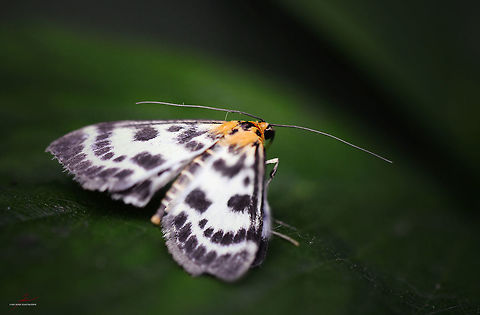 Anania hortulata  Anania hortulata,Arthropods,Insects,Macro,butterflies