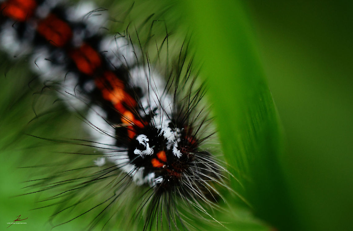 Euproctis similis  Arthropods,Euproctis similis,Insects,Macro,Yellow-tail,caterpillars,moths