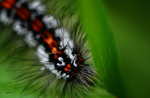 Euproctis similis  Arthropods,Euproctis similis,Insects,Macro,Yellow-tail,caterpillars,moths