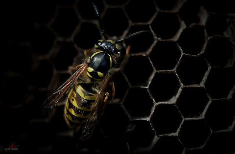 Vespa vulgaris  Arthropods,Common wasp,Insects,Macro,Vespula vulgaris,nest,wasps