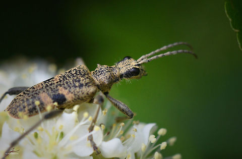Rhagium mordax  Arthropods,Blackspotted pliers support beetle,Insects,Macro,Rhagium mordax