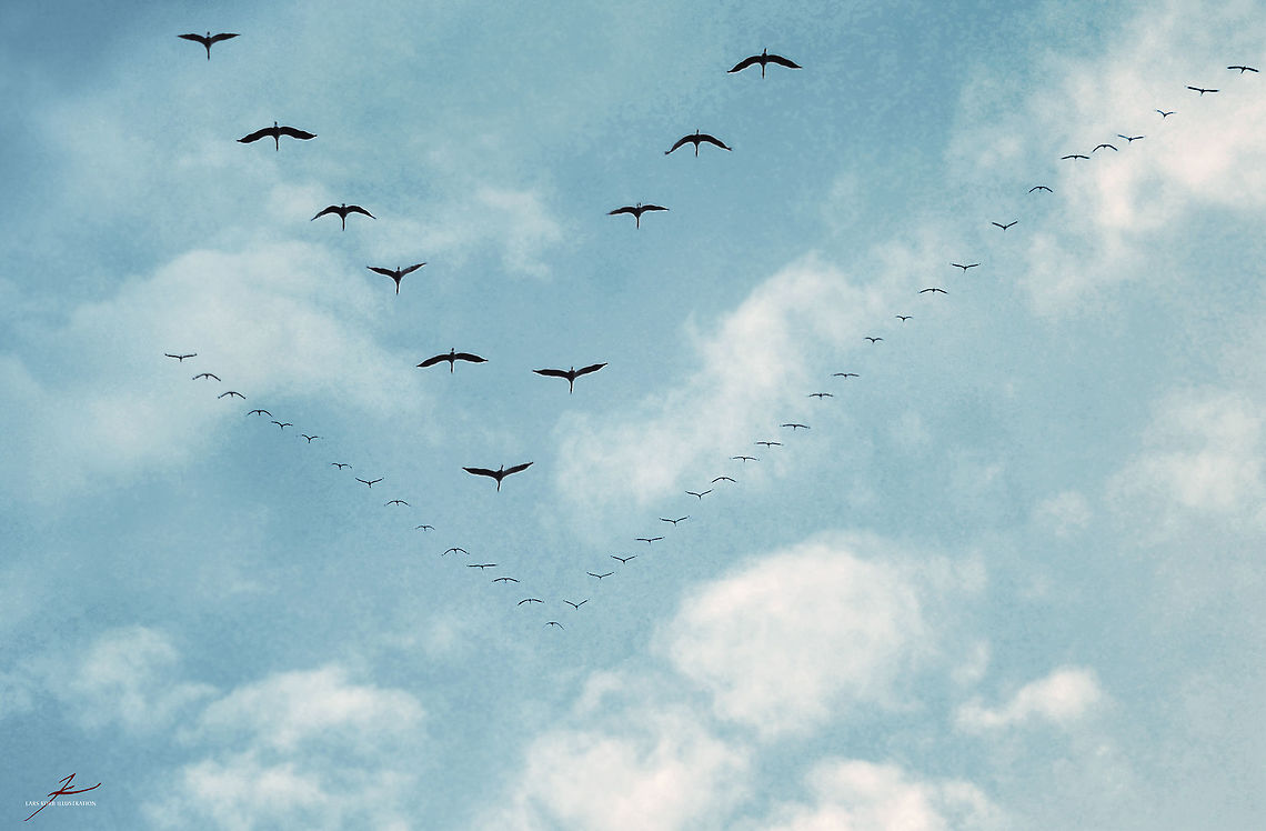 Grus grus  Birds,Common Crane,Formation,Grus grus,cranes,in flight