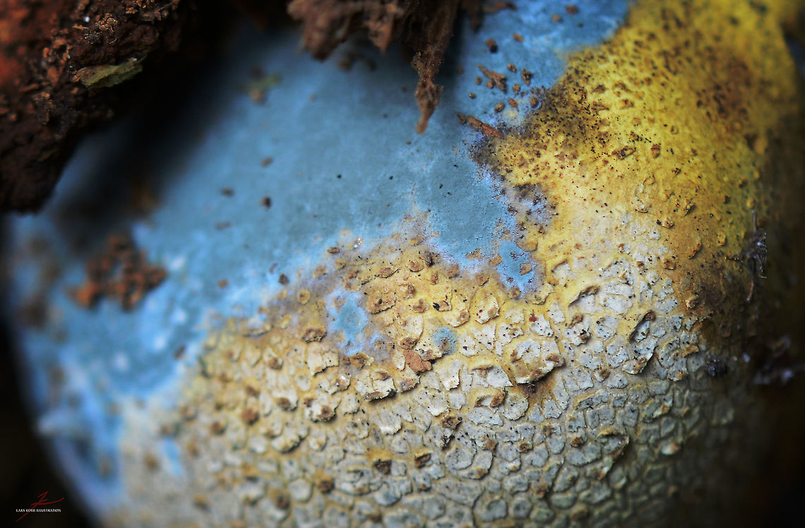 Scleroderma citrinum  Common Earthball,Fungi,Macro,Mushrooms,Scleroderma citrinum,bovists,earthballs,mold