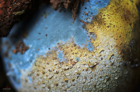 Scleroderma citrinum  Common Earthball,Fungi,Macro,Mushrooms,Scleroderma citrinum,bovists,earthballs,mold
