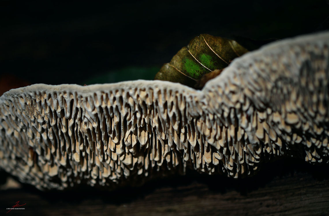 Daedalea quercina  Daedalea,Daedalea quercina,Fungi,Macro,Mushrooms,Oak mazegill,maze gill