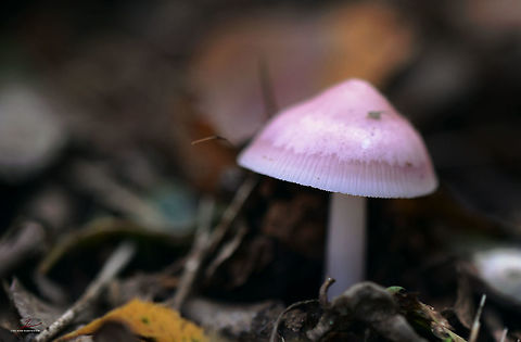 Russula exalbicans  Bleached Brittlegill,Fungi,Macro,Mushrooms,Russula,Russula exalbicans