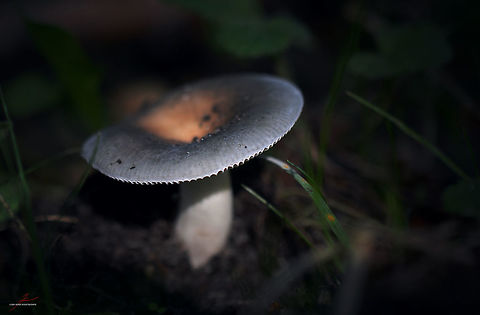 Russula cyanoxantha  Fungi,Macro,Mushrooms,Russula,Russula cyanoxantha
