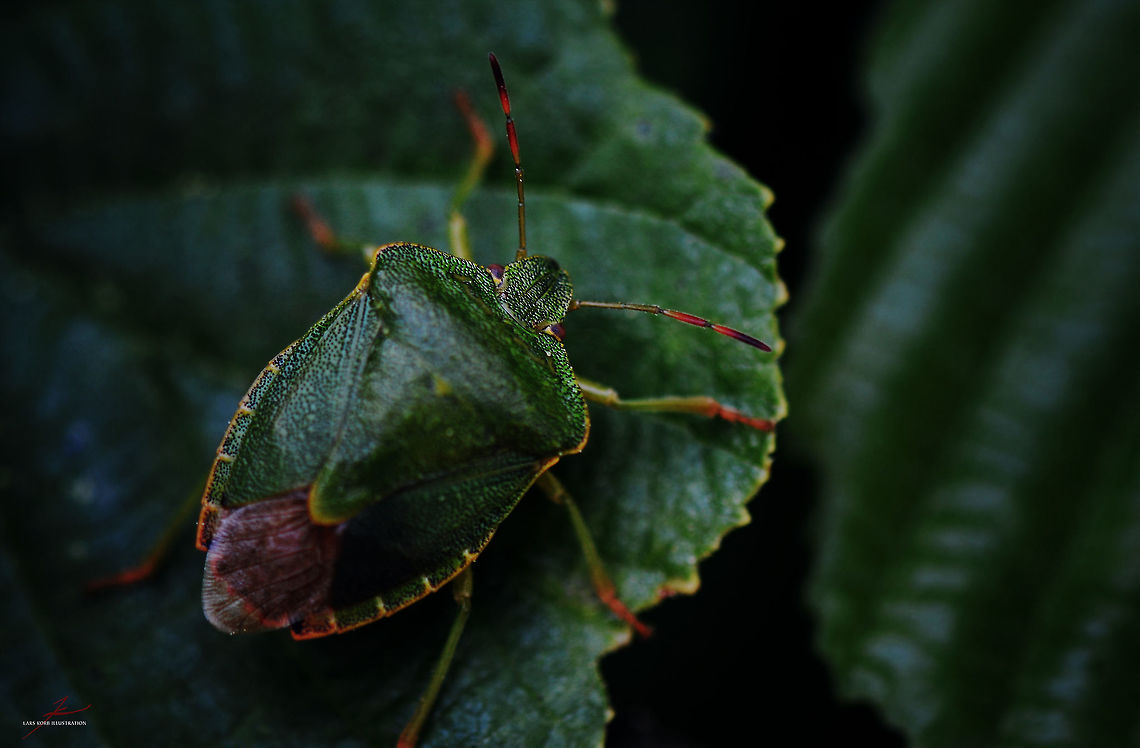 Palomena prasina  Arthropods,Forest,Green shield bug,Insects,Macro,Palomena prasina,shield bugs