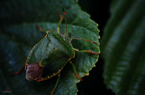 Palomena prasina  Arthropods,Forest,Green shield bug,Insects,Macro,Palomena prasina,shield bugs