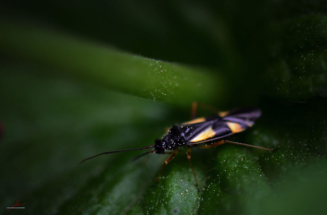 Dryophilocoris flavoquadrimaculatus  Arthropods,Dryophilocoris flavoquadrimaculatus,Insects,Macro,Miridae,leaf bugs