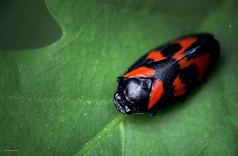 Cercopis vulnerata  Arthropods,Cercopis vulnerata,Insects,Macro,froghopper
