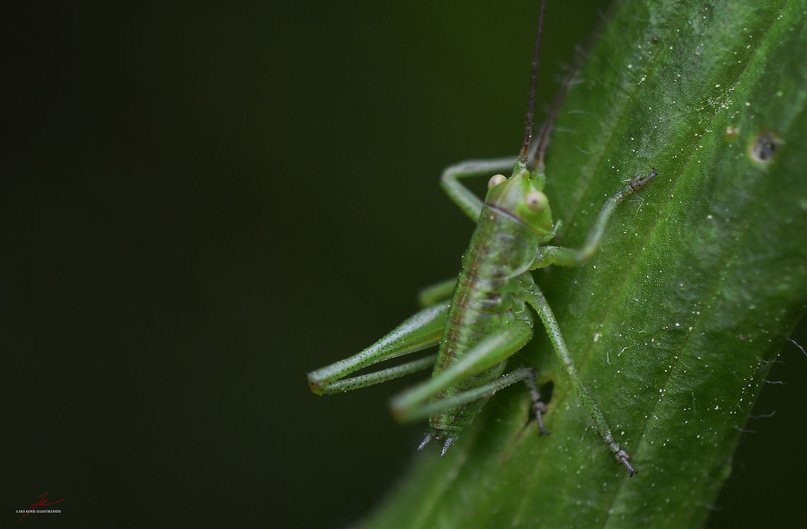 Leptophyes punctatissima  Arthropods,Insects,Leptophyes punctatissima,Macro,Speckled bush-cricket,bush-cricket,nymph