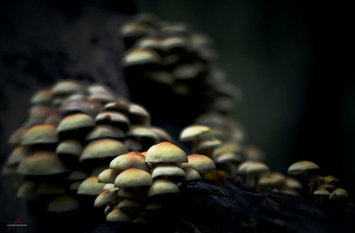 Hypholoma fasciculare  Fungi,Hypholoma fasciculare,Macro,Mushrooms,Sulphur tuft,colony,poisonous,toxic