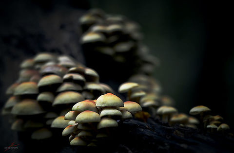 Hypholoma fasciculare  Fungi,Hypholoma fasciculare,Macro,Mushrooms,Sulphur tuft,colony,poisonous,toxic