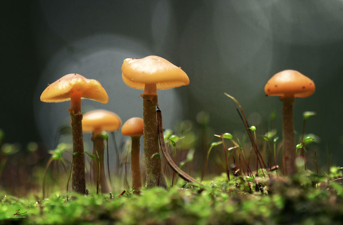 needs ID