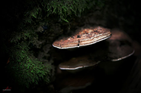 Ganoderma applanatum  Artist's Fungus,Forest,Fungi,Ganoderma applanatum,Macro,Mushrooms,bracket fungus,polypore
