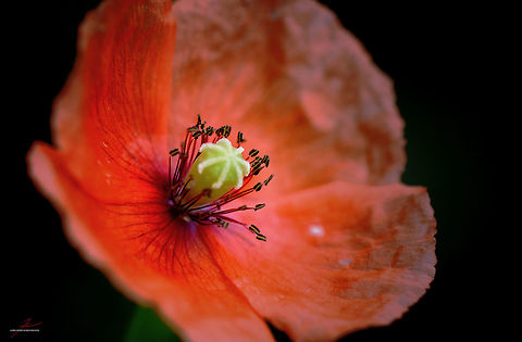 Papaver rhoeas  Flora,Macro,Papaver rhoeas,Plants,Wildflowers