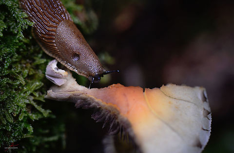 Arion rufus  Arion rufus,Feeding,Macro,Molluscs,Red slug,roundback-slug,slugs