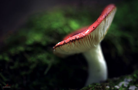 Russula emetica  Fungi,Macro,Mushrooms,Russula,Russula emetica,Vomiting Russula,poisonous,toxic