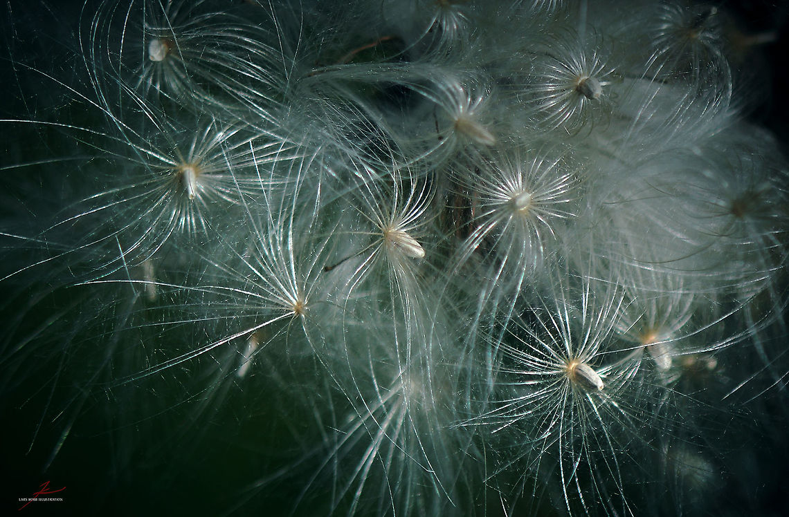 Cirsium palustre, seeds  Cirsium palustre,European swamp thistle,Flora,Macro,Plants,Wildflowers,seeds,thistles
