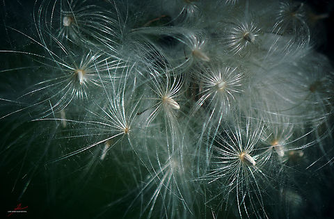 Cirsium palustre, seeds  Cirsium palustre,European swamp thistle,Flora,Macro,Plants,Wildflowers,seeds,thistles