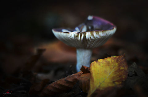 Russula vinosa  Darkening Brittlegill,Fungi,Macro,Mushrooms,Russula,Russula vinosa,edible