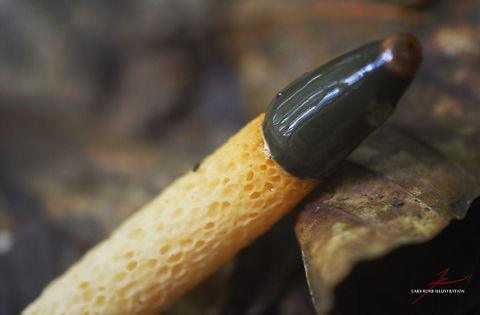 Mutinus caninus  Dog Stinkhorn,Forest,Fungi,Macro,Mushrooms,Mutinus caninus