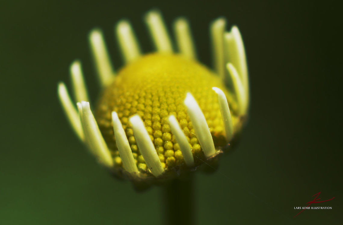 Matricaria chamomilla  Flora,Macro,Matricaria chamomilla,Medicinal herb,Plants,bloom,buds
