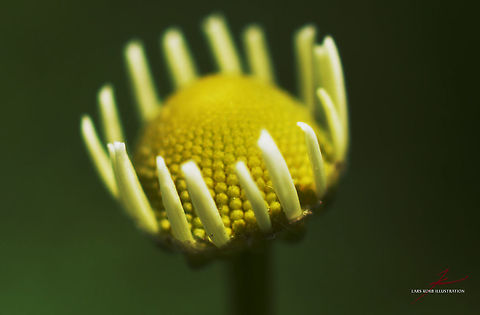 Matricaria chamomilla  Flora,Macro,Matricaria chamomilla,Medicinal herb,Plants,bloom,buds