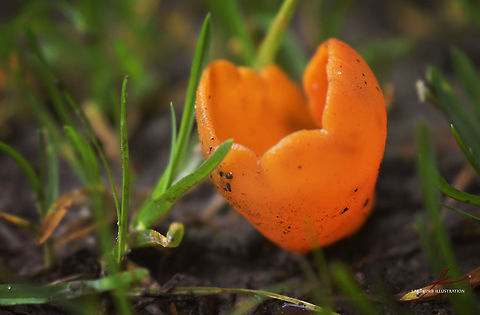 Aleuria aurantia  Aleuria aurantia,Fungi,Macro,Mushrooms,Orange peel fungus