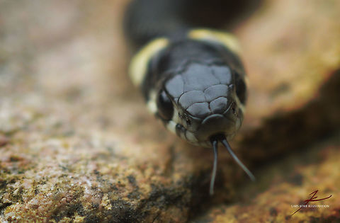 Natrix natrix  Grass snake,Macro,Natrix natrix,Reptiles,Snakes,natrix,non-venomous