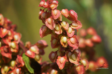 Rumex acetosa  Flora,Macro,Medicinal herb,Plants,Rumex acetosa,Sorrel,edible,seeds