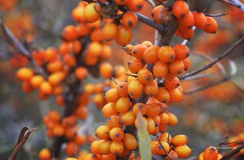 Hippophae rhamnoides Flora,Hippophae rhamnoides,Macro,Plants,fruits