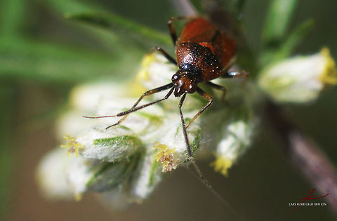 Deraeocoris ruber  Arthropods,Bugs,Deraeocoris ruber,Insects,Macro,Red Bug
