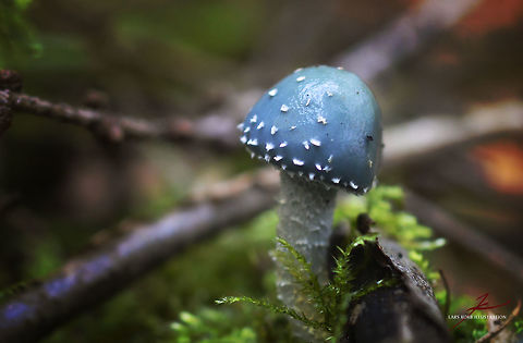 Stropharia caerulea  Forest,Fungi,Macro,Mushrooms,Stropharia caerulea