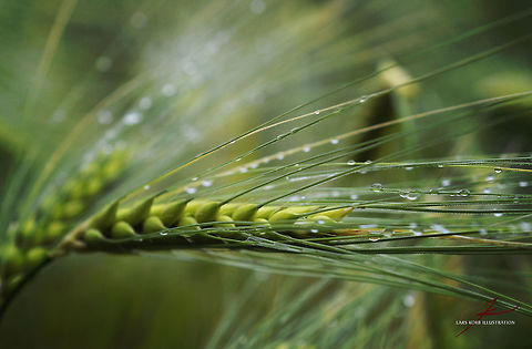 Hordeum vulgare  Barley,Crops,Flora,Hordeum vulgare,Macro,Plants,seed heads,seeds