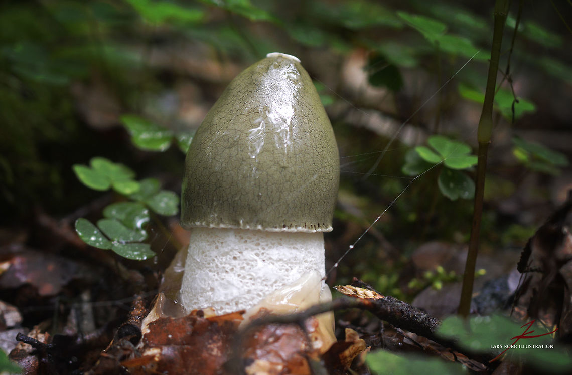 Phallus impudicus, immature  Common Stinkhorn,Fungi,Macro,Mushrooms,Phallus,Phallus impudicus,emerging