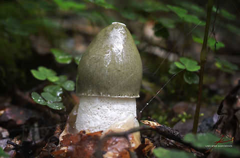 Phallus impudicus, immature  Common Stinkhorn,Fungi,Macro,Mushrooms,Phallus,Phallus impudicus,emerging