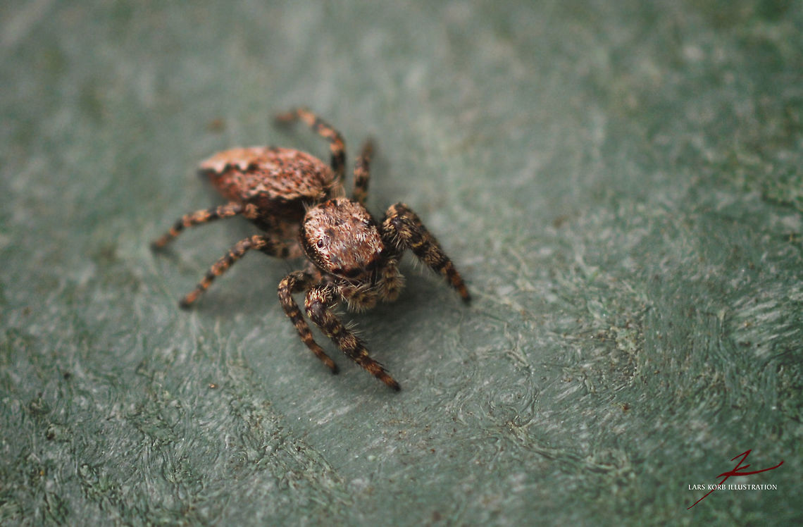 Marpissa muscosa  Arthropods,Insects,Macro,Marpissa muscosa,Spiders,jumping spiders