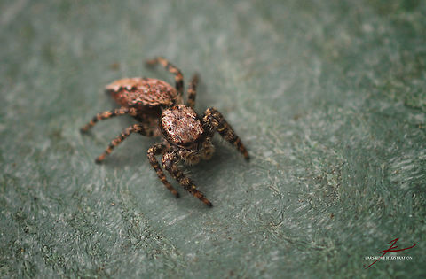 Marpissa muscosa  Arthropods,Insects,Macro,Marpissa muscosa,Spiders,jumping spiders