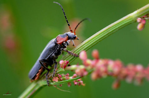 Cantharis fusca  Arthropods,Beetles,Cantharis fusca,Insects,Macro,Soldier Beetle