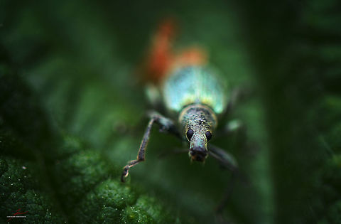 Phyllobius pomaceus  Arthropods,Beetles,Insects,Macro,Nettle Weevil,Phyllobius pomaceus,Weevils