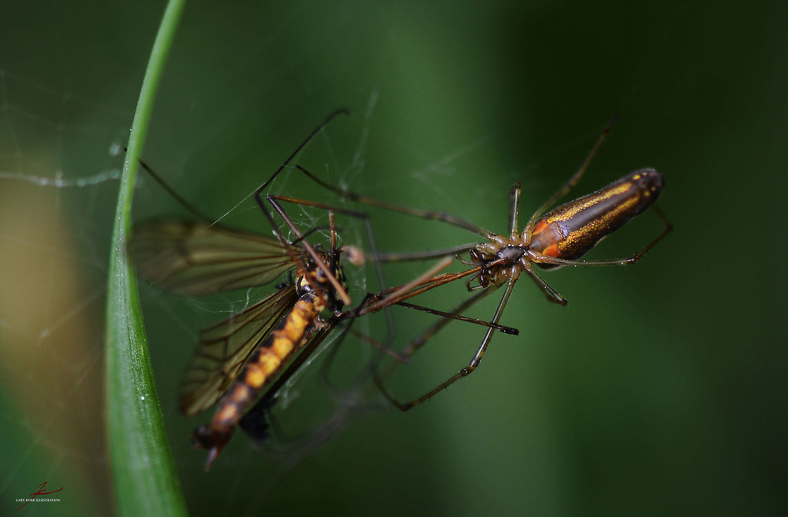 Tetragnatha extensa with prey  Arthropods,Insects,Macro,Spiders,Tetragnatha extensa,long jawed,orb weavers,prey