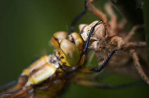 Libellula depressa, freshly hatched female  Arthropods,Broad-bodied chaser,Insects,Libellula depressa,Macro,dragonflies